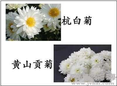 图片2：黄山贡菊